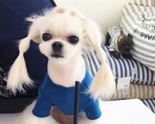 Зачіски мальтийської болонки підкорили Instagram