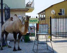 Скажи жестокости нет: что делать, когда видите фотографа с диким животным