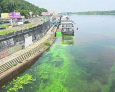 Сточные воды превратили Днепр в болото