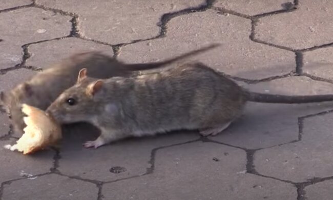 Крысы, скриншот из видео