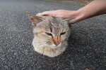 Иллюстративное фото: кадр из видео