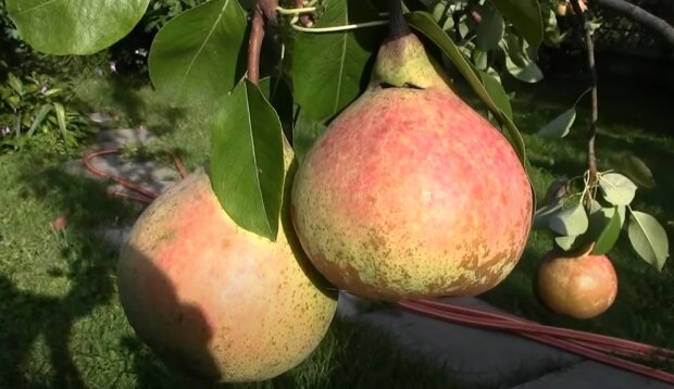 Будете собирать урожай ведрами: как правильно подкормить яблони и грушиосенью - ЗНАЙ ЮА