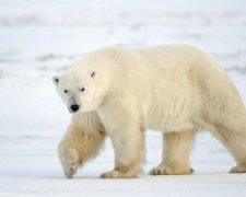 Ученые рассказали, чьи пенисы становятся хрупкими из-за плохой экологии