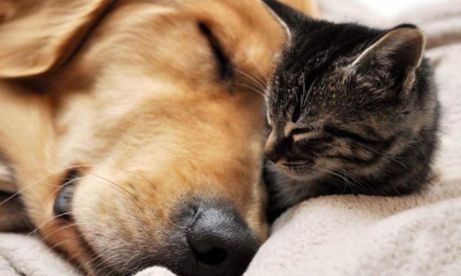 Кішка чи собака? Зоологи дізналися, хто розумніший