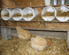 Курицы, кадр из видео