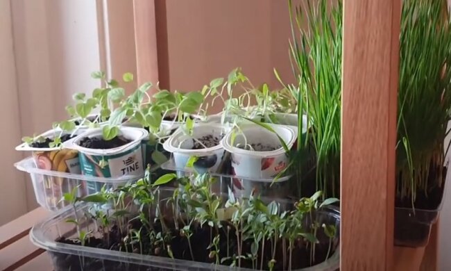 Розсада. Фото: Youtube