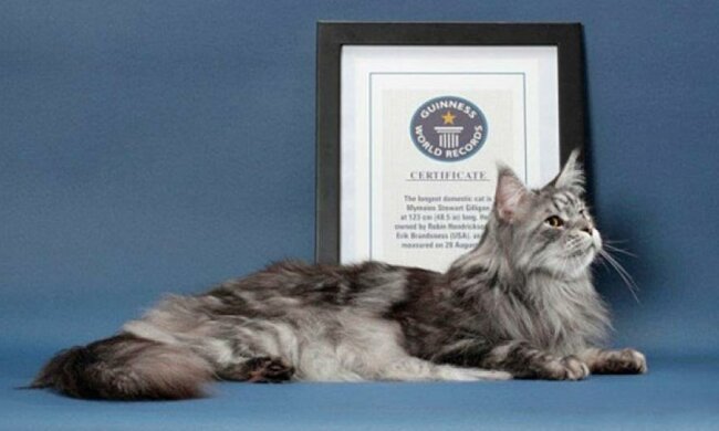 15 вражаючих котів-рекордсменів 