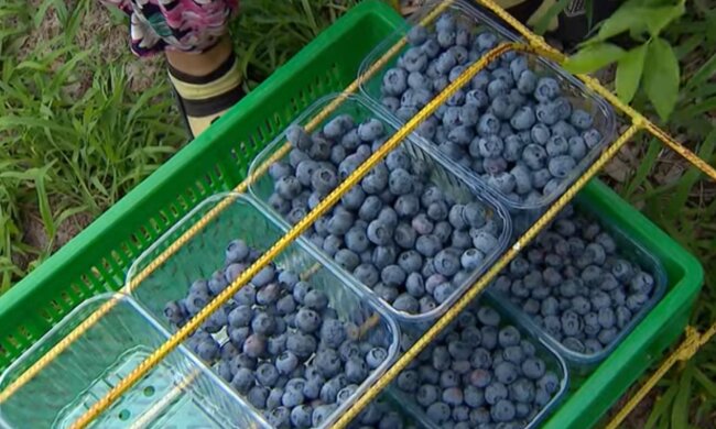Голубика, кадр из видео