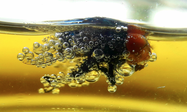 Вчені напоїли мух заради ліків від похмілля: що з цього вийшло