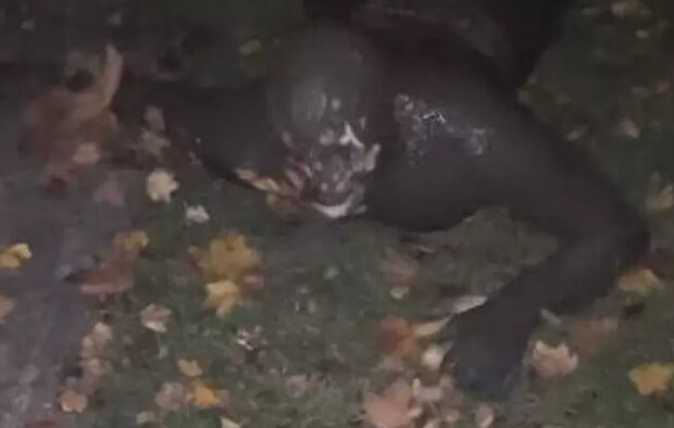 Мужчина в грязи, кадр из видео
