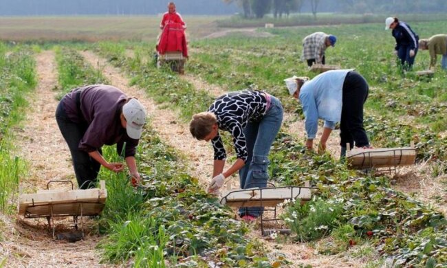 Заробитчане, Хаиля