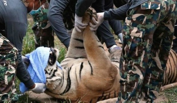 З монастиря у Таїланді вивезуть 137 тигрів
