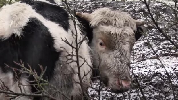Корова, фото: скриншот из видео