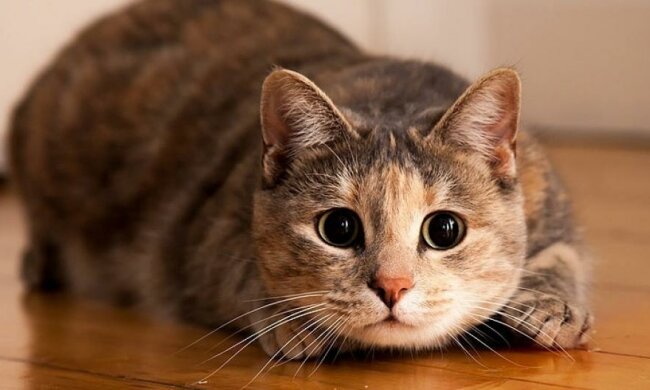 Милые убийцы: кошки истребили десятки видов