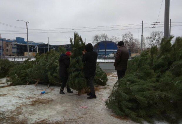 Харьковчанам впаривают елки по сумасшедшим ценам: "Учитель меньше зарабатывает"