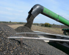 Экспорт подсолнечника