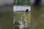 Канализационный сток в заливе Оболонь возле Вильнюсского моста