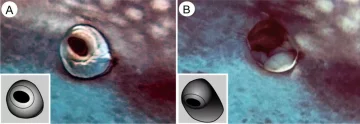 китова акула, фото IFL Science