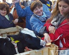 Демонстранты привели теленка под стены Верховной Рады (фото)