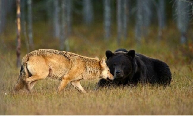 Как медведи влияют на агрессивность волков