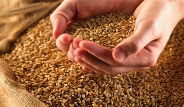 1 млн тонн зерна намолотили в Донецкой области