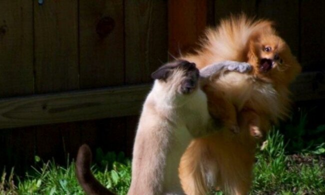 Домашние животные способны негативно влиять на хозяина