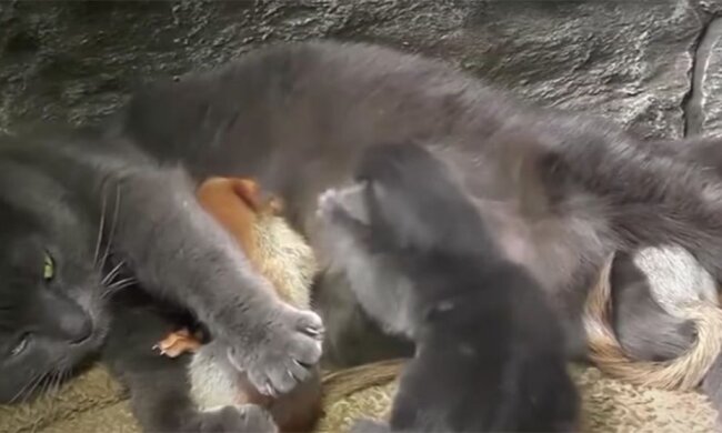 Кошка постоянно бросала своих котят и убегала в лес