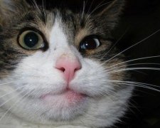 Пчелы чаще всего кусают кошек в нос и лапы