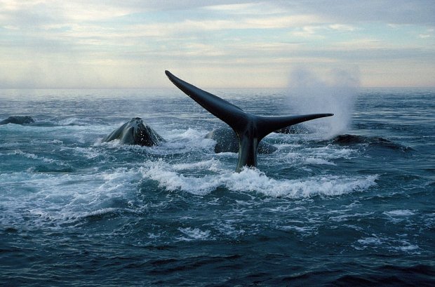 Волны выбросили измученного кита на сушу: то, что обнаружили внутри царя океанов, убило веру в человека