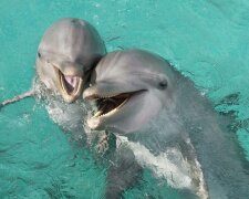 Дельфіни, Пикабу
