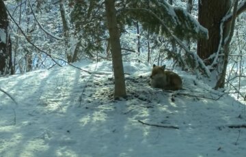 Тварини біля Фукусіми, скріншот із відео