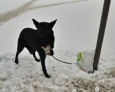 У Львові чоловік покинув собаку на морозі, фото з фейсбук