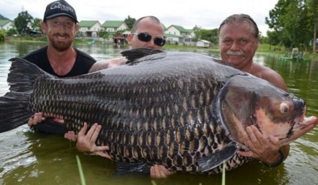 Рыбак поймал 100-килограммового карпа