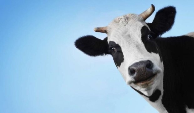 Google Maps уважает приватность коров