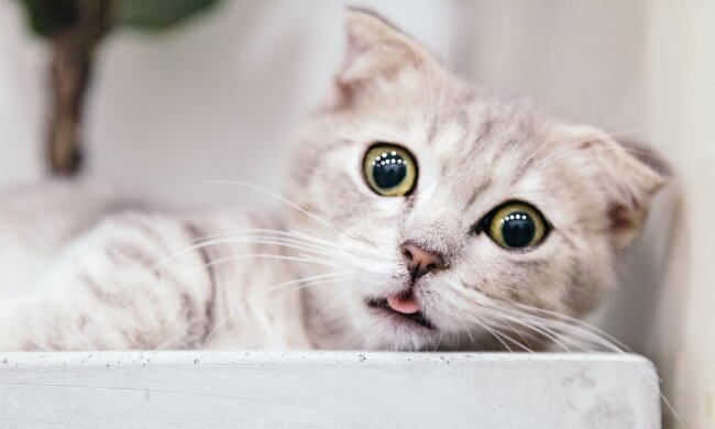 Чим годувати кота: корми
