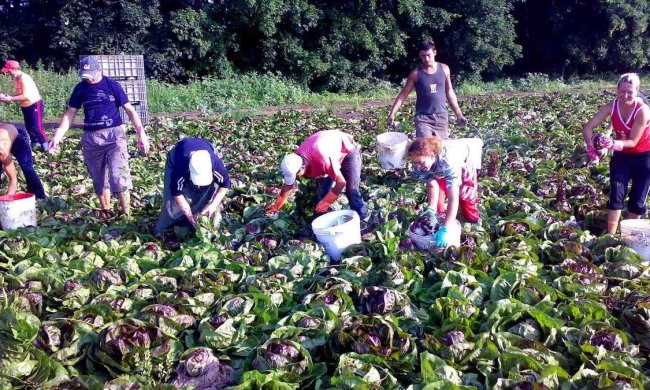 Заробітчани пакують валізи, Польща - в паніці: знайшовся новий "рай"