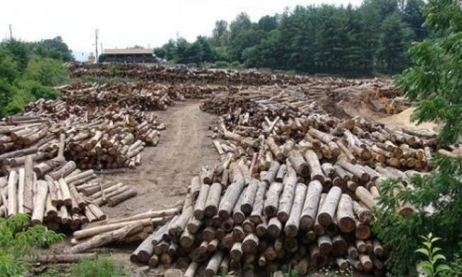 У мережі показали масштабну вирубку вінницьких лісів (ВІДЕО)