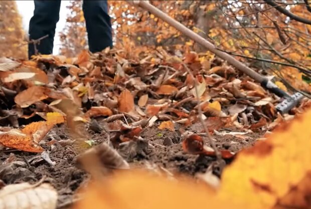 Опавшие листья, скриншот с видео