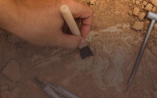 Археологи нашли древнейшие следы неизвестного существа: фото