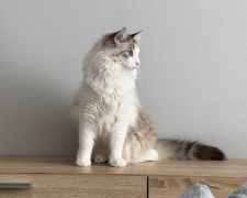 Котик, зображення: Знай.ua