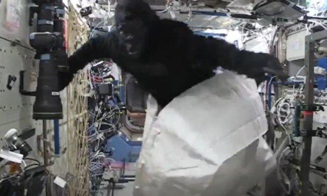 Горилла на космической станции
