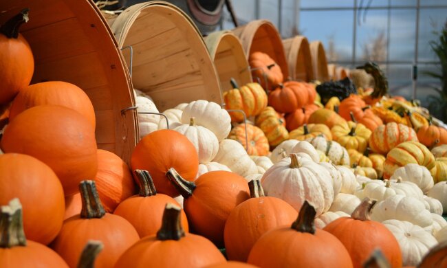 Тыквы / фото: Pixabay