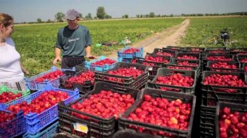 Поляки сказали на какую зарплату могут рассчитывать украинцы