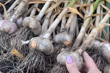 Чеснок, скриншот с видео