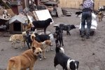 Одеса на межі катастрофи: вулиці завалені смертельною отрутою