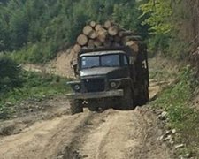 На Закарпатье варварски вырубывают лес (фото)
