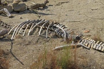 В сердце Украины найдено гнездо динозавров: где именно жили доисторические гиганты