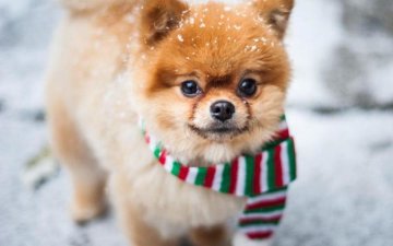 5 цікавих фактів про сніг