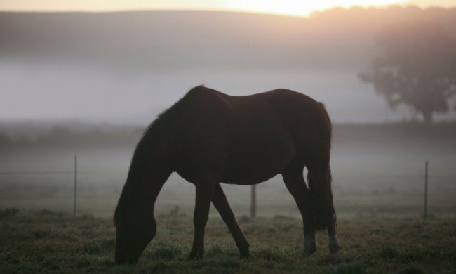 Кінь відвіз сплячого кучера до Львова (карта)