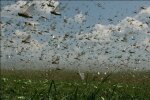 У Росії через сарану ввели надзвичайний стан